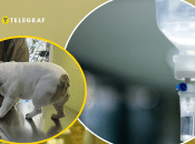 Пес проходит лечение в клинике