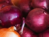 Луковицы не сгниют и не прорастут