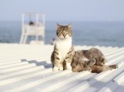 1-3 березня у більшості областей України очікується 10-18 градусів тепла