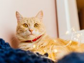 Веселий тест на Новий рік