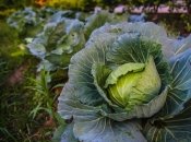 В червні можна садити пізню капусту