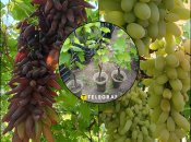 Как из веточки винограда вырастить целый куст
