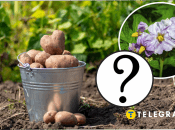 Яку картоплю не можна їсти