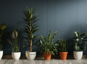 Жодна квітка не зав’яне