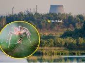 Рідкісний павук