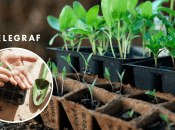 Этот способ поможет ускорить рост рассады