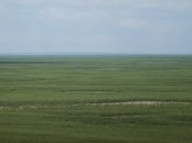 Ліс із верби