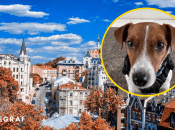 Джек-рассел-терьер