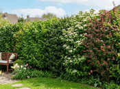 Ці чагарники виростуть у повноцінний живоплот