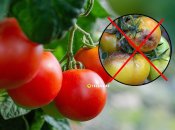 Які сорти помідорів не бояться фітофтори