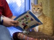 Тренируйся на кошках: бездомные животные помогают детям научиться быстро читать