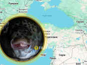 Рибу Lagocephalus sceleratus вже масово ловлять у Середземному морі та сусідніх з Україною країнах