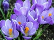 Вiршi до 8 березня 2021 для дітей 3-5 років