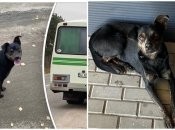 Собаку прозвали Хатико