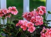 Герань зацветет так, что все обзавидуются