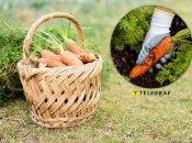 Морква виросте великою та смачною