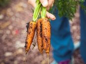 Урожай моркови