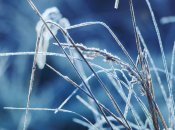 Иней на траве