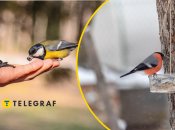 Корм для тварин