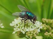 Мухи - настоящие вредители