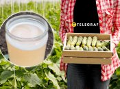 Огірки дадуть чудовий урожай