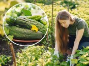 Как подкормить огурцы дрожжами