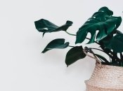 Ці рослини сіють навколо себе атмосферу радості та благополуччя