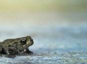 Чого бояться жаби