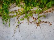 Способ без использования химии