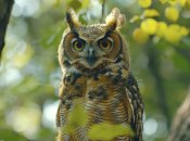 Латинское название: Bubo bubo