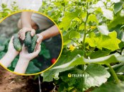 Почему огурцы вырастают горькими