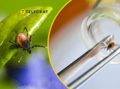 Коллаж "Телеграфа"