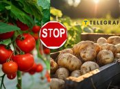 Помидоры не друзья картофелю