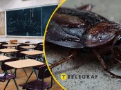 В местной школе Полтавы произошел курьезный инцидент с тараканом