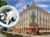 В Тернополе увидели дерзкого котенка