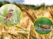 Горобці проти сарани