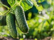 Секрет гарного врожаю простий