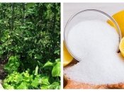 Чем удобрять огурцы и помидоры, чтобы получить здоровый урожай