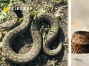 Гадюка степная