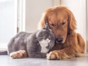 Кошки способны спокойно жить вместе с собаками