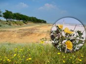 Мачок желтый расцвел в Одесской области