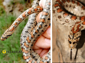 Леопардовый полоз