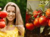 Уход за помидорами летом