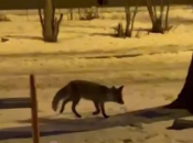 Лисичка в Днепре