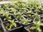 Коли та як треба поливати розсаду