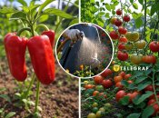 Помидоры и перцы порадуют урожаем, если удобрить их в июле