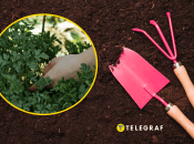 Посев петрушки