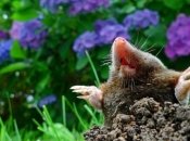 Кроти не переносять різких запахів