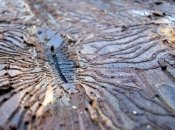 Грибы "сговорились" с жуками и устроили войну против деревьев