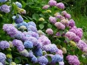 Квітка гортензія потребує весняної обрізки